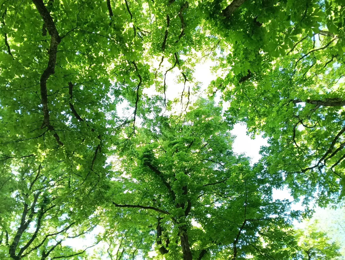 Blick in die Wipfel der Kastanien im Mai