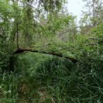 Blick in das Grüne auf einen Harfenbaum