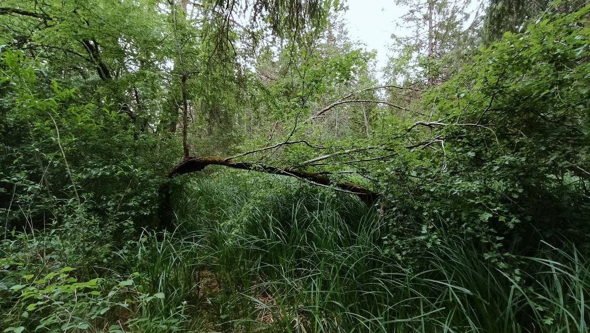 Blick in das Grüne auf einen Harfenbaum