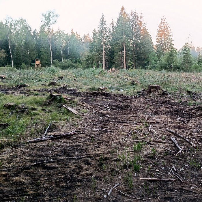 Gerodeter Bereich im Forst, Stadtwald Augsburg. Schwere Maschinen (Harvester) haben Spuren im Waldboden hinterlassen und ihn verdichtet.