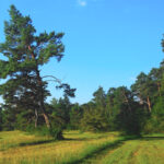 Blauer Himmel und ein Pfad durch Kiefern