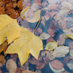 Zwei Gelbe Blätter treiben im Wasser, es ist Herbst