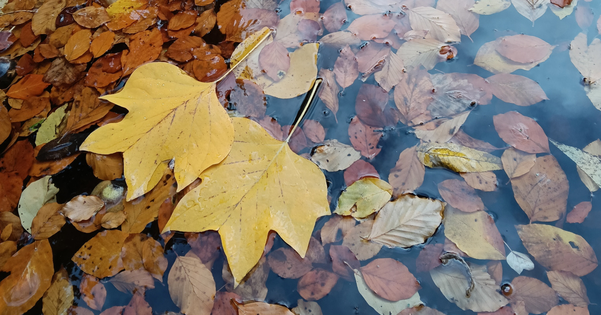 Zwei Gelbe Blätter treiben im Wasser, es ist Herbst